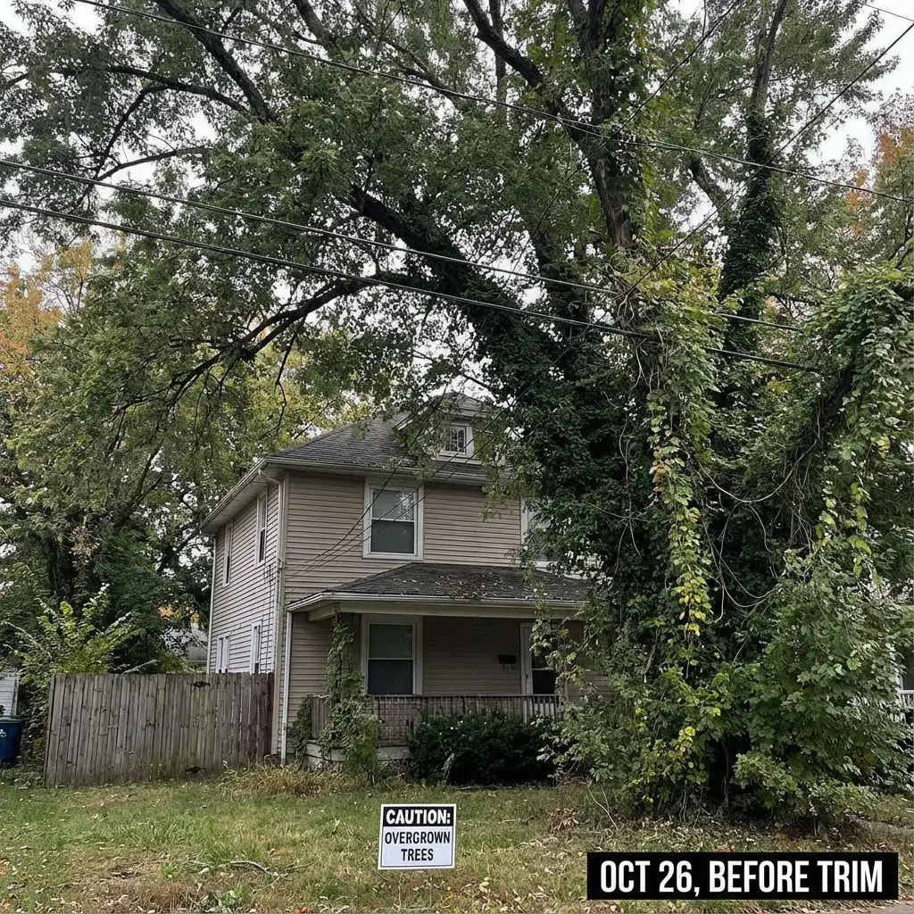 Trees before professional trimming